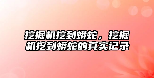 挖掘機挖到蟒蛇，挖掘機挖到蟒蛇的真實記錄